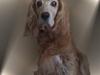 Cocker spaniel Fanny 98610  (Zenta)R.I.P [ Himmelhund]