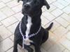 Amerikansk staffordshire terrier Bindi 