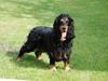 Cocker spaniel † Machri's Dr. Dolittel † [ Himmelhund]