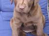 Labrador retriever Bella