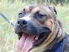 Amerikansk staffordshire terrier gizmo [Tidl. hund]