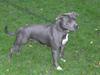 Staffordshire bull terrier Blue Blazer Girl