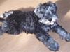 Dvaergschnauzer Queenie