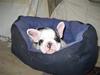 Fransk bulldog Elvis Lilo del Spica