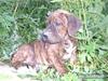 Dogo canario Leonardo (R.I.P) [ Himmelhund]