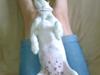 Jack russell terrier Freja