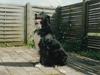 Border collie Mulle DØD