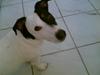 Jack russell terrier Figo