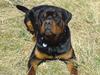 Rottweiler Zaiko