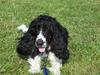 Cocker spaniel Ludvig