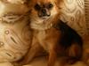Chihuahua      *Coco Chanel* 