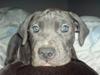 Amerikansk staffordshire terrier Hektor