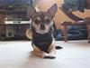 Chihuahua Lillepuslings Hr. Simba  [ Himmelhund]