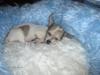 Chihuahua mimi