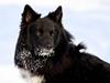 Islandsk fårehund Balder