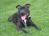 Staffordshire bull terrier Silu