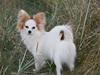 Papillon Zille