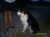 Border collie charly