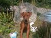 Dvaergpinscher Joey 