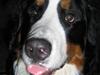 Berner sennenhund Anton