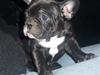 Fransk bulldog Emmie