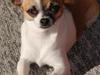 Chihuahua  Twixi