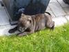Staffordshire bull terrier Clinton