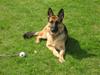 Schæferhund Bessie fået fred i hundehimmelen d. 7/3-2013 ;((