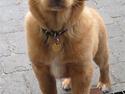 Nova scotia duck tolling retriever Baloo <3