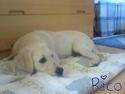 Golden retriever Rico