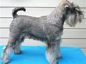 Dvaergschnauzer Una