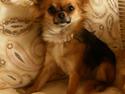 Chihuahua *Coco Chanel*