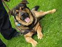 Blanding af racer Loke Rott/schæfer/norsk elg hund