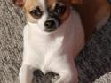 Chihuahua Twixi