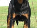 Rottweiler Cue Fiona