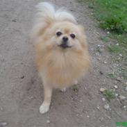 Pomeranian Luie