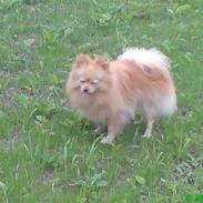 Pomeranian Luie