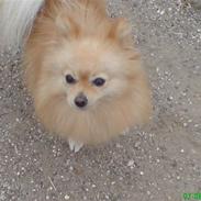 Pomeranian Luie