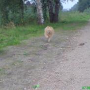 Pomeranian Luie