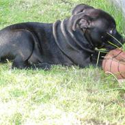 Staffordshire bull terrier Miclu