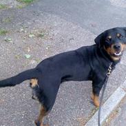 Rottweiler Electra