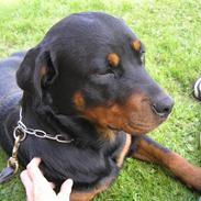 Rottweiler Electra