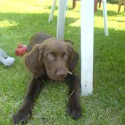 Langhåret hønsehund Mikkel