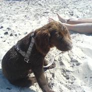 Langhåret hønsehund Mikkel