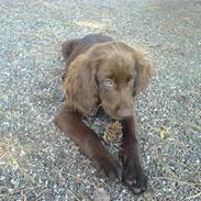 Langhåret hønsehund Mikkel