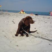 Langhåret hønsehund Mikkel