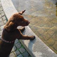 Langhåret hønsehund Mikkel