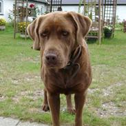 Blanding af racer Nala