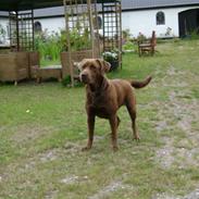 Blanding af racer Nala