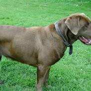 Blanding af racer Nala